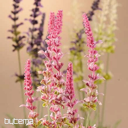 Mazzo di lavanda da giardino 46 cm viola