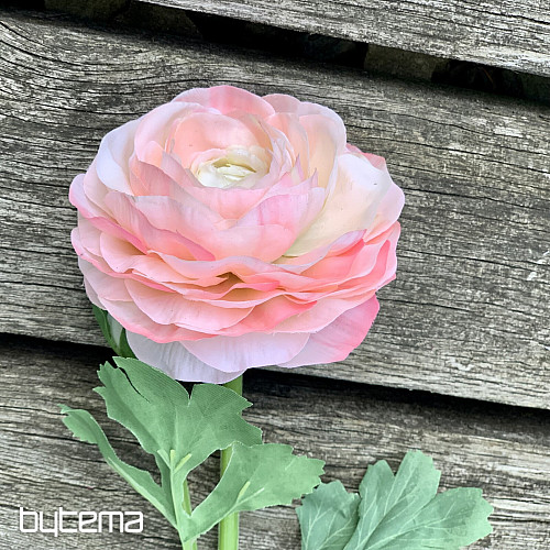 ROSA ROSA