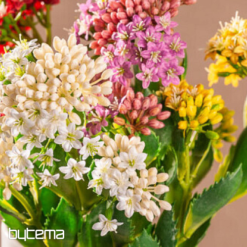KALANCHOE BIANCO