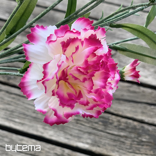 GAROFANO rosa e bianco
