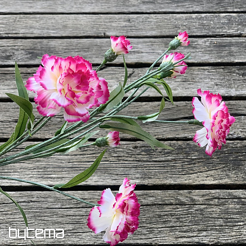 GAROFANO rosa e bianco