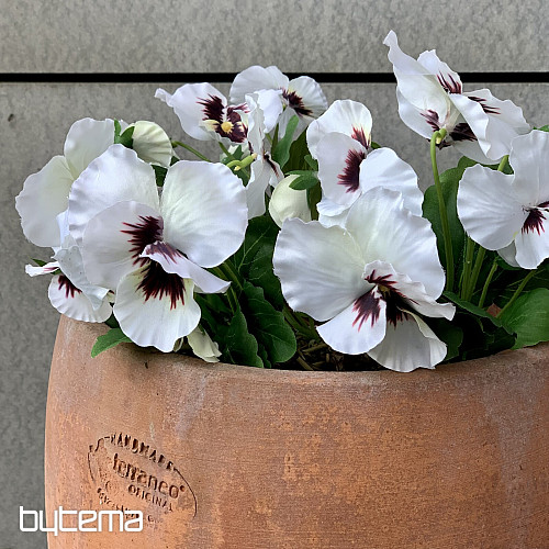 VIOLA DEL PENSIERO