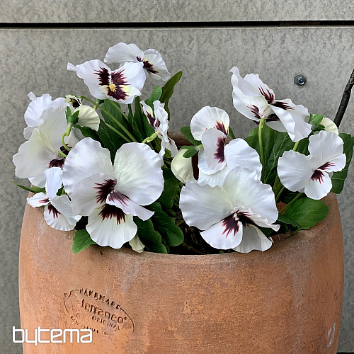 VIOLA DEL PENSIERO