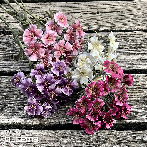 GAROFANO VIOLA