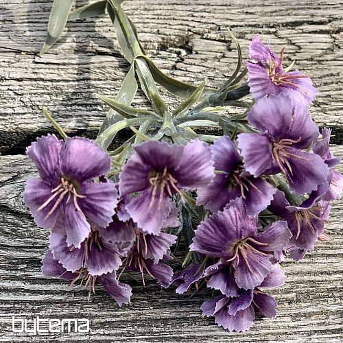 GAROFANO VIOLA