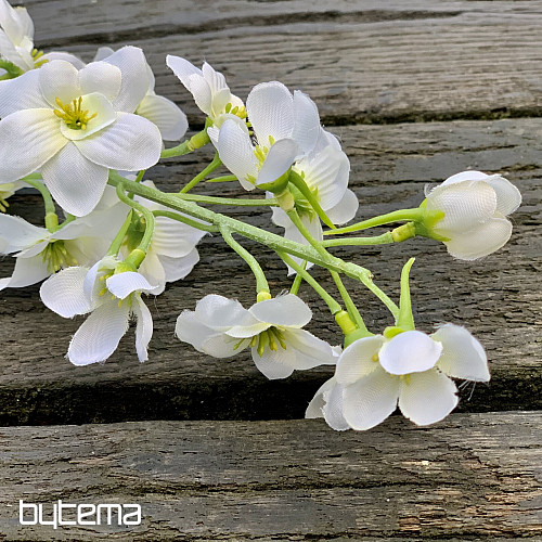 DELPHINIUM BIANCO