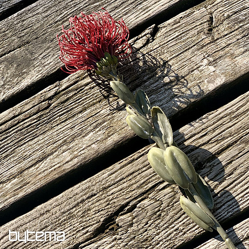 PICCOLA PROTEA SECCA ROSSA