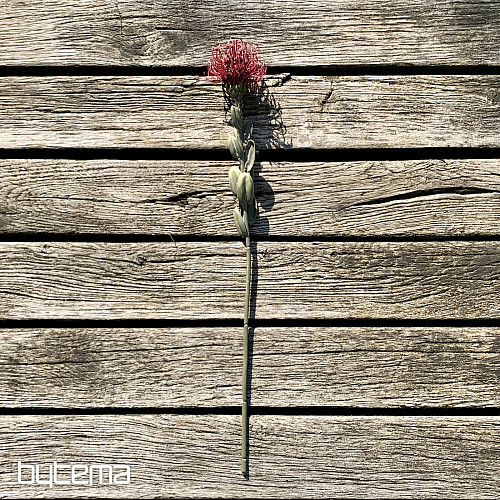 PICCOLA PROTEA SECCA ROSSA