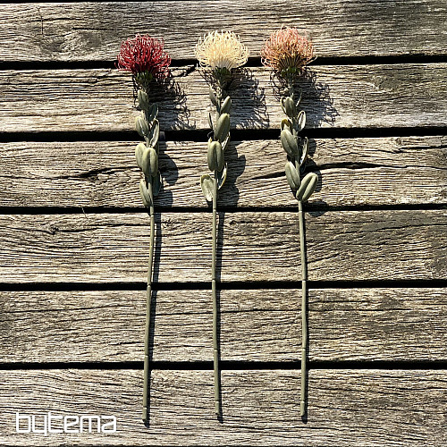 PROTEA PICCOLA SECCA BIANCA