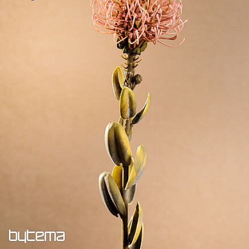 PICCOLA PROTEA ROSA SECCA