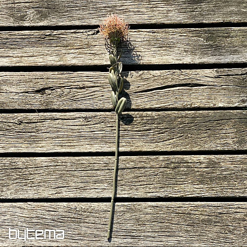 PICCOLA PROTEA ROSA SECCA