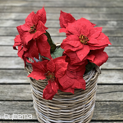 Rosa di Natale TRS ROSSA