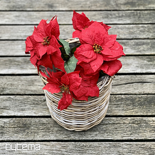 Rosa di Natale TRS ROSSA