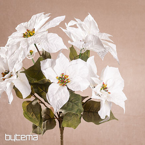 Rosa di Natale TRS BIANCO