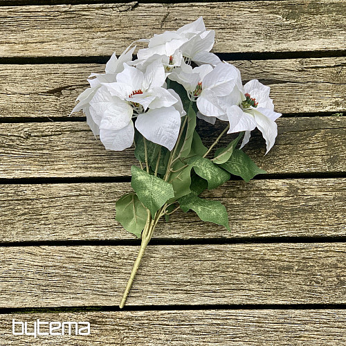 Rosa di Natale TRS BIANCO