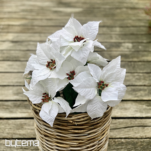 Rosa di Natale TRS BIANCO