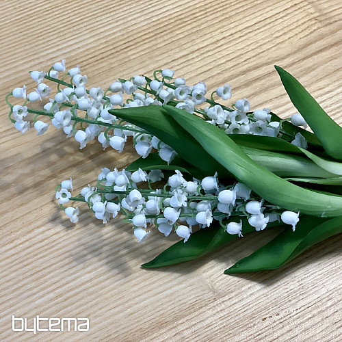 GIGLIO DELLA LUNGA VITA