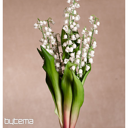GIGLIO DELLA LUNGA VITA