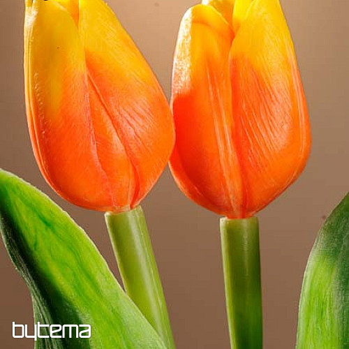 Mix di colori dei tulipani
